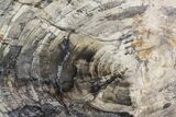 Detailed Petrified Wood (Araucaria) Round - Madagascar #81444-1